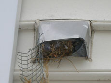 Birds have easy access to vents without a proper bird guard.