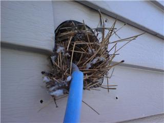 This dryer vent needs a proper vent hood with bird guard to prevent birds from building their nests.