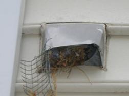 Birds have easy access to vents without a proper bird guard.