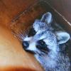 Raccoons like to make your home there home. Raccoons carry warm and rabies. Charlestown, Indiana. Give us a call to install your stainless steel or copper chimney cap.